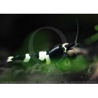 Caridina cf. cantonensis - Taiwan Bee Panda