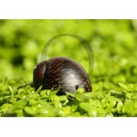 Neritina sp. Batik snail