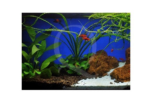 Tweezers- 25cm - Pince de plantation Tropica pour plantes d'aquarium