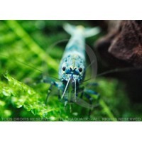 Caridina cf. cantonensis - Taiwan Bee Blue Bolt