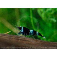 Caridina cf. cantonensis - Taiwan Bee Blue Panda