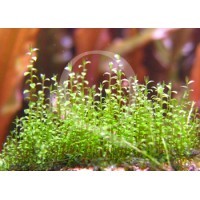 Amblystegium serpens - Nano Moss