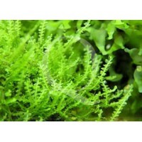 Plagiomnium Affine - Mini Pearl Moss
