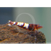 Caridina cf. cantonensis - Pinto Bee Red