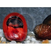 Neripteron violacea - Red Lips Snails