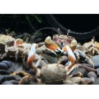 Ilyopax sp - Mini crabe