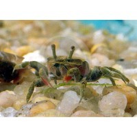 Ilyopax sp - Mini crabe