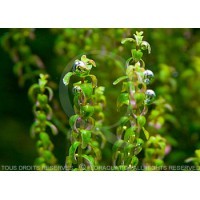 Rotala sp pearl - In vitro