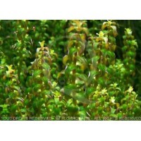 Rotala sp pearl - In vitro