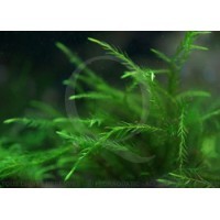 Fontinalis Duriae - Willow Duriae Moss