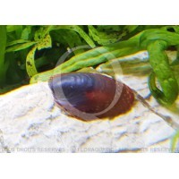 Septaria sp Red - Abalone snail Red