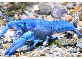 Procambarus alleni bleue
