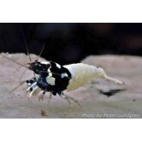 Caridina cf. cantonensis - Pinto Bee Black