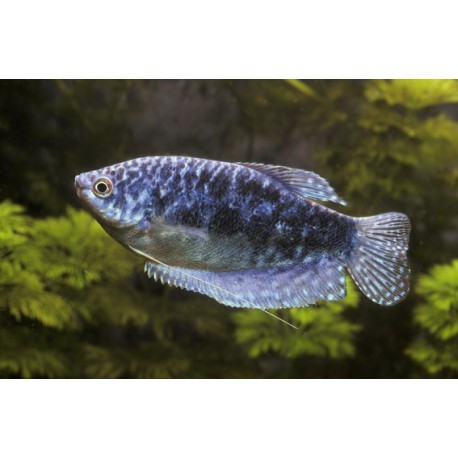 gourami cosby