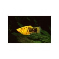 Platy calico jaune