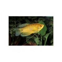 Gourami gold