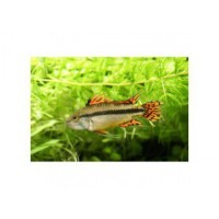 Apisto cacatuoides double rouge