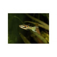 Guppy endler 'tigre' (en couple, à l'unité)