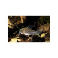 Corydoras Julii Elevage