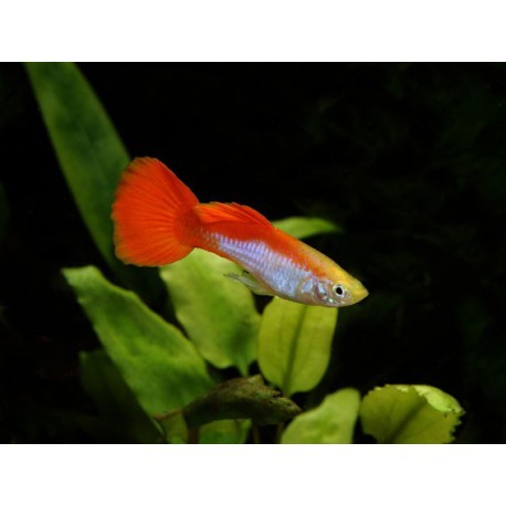 Guppy, Cobra orange, 4-4,5cm