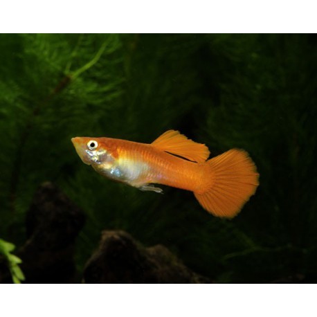 Guppy, Cobra orange, 4-4,5cm