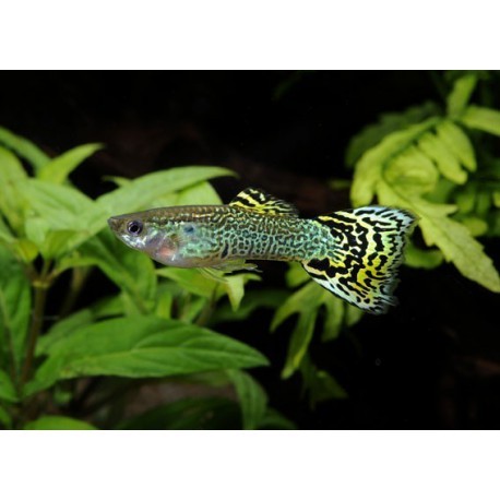 Guppy Cobra Vert De 45cm