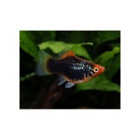 Platy noir