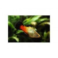 Platy arc en ciel wagtail