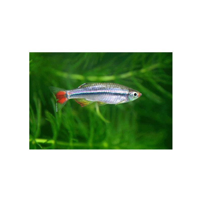 White Cloud Mountain Minnow - Tanichthys Albonubes The Trop Company