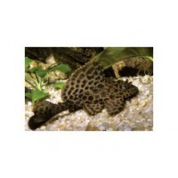 Pleco leopard 