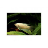 Gourami paradis Albinos