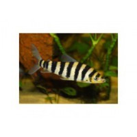 Leporinus zebra 