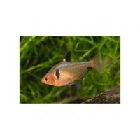 Tetra serpae rouge minor