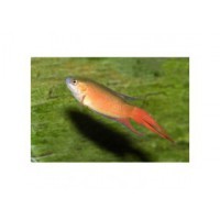 Gourami paradis super rouge