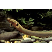 Poisson serpent callamoichtys