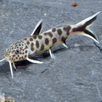 Synodontis petricola, 3-4cm