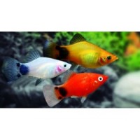 Platy mickey assorti