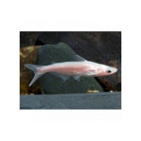 Pangasius Albinos