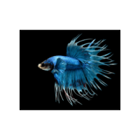 Betta mâle crowntail