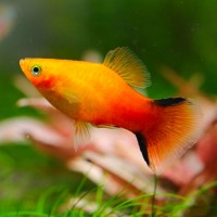 Platy Comete Sunset