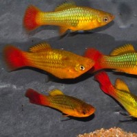 Platy-perroquet, Variatus sunset gol