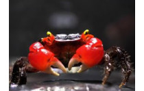 Crabes Amphibiens